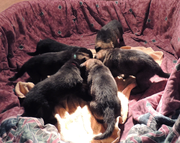 Itti Pups E Litter 4 wks 3