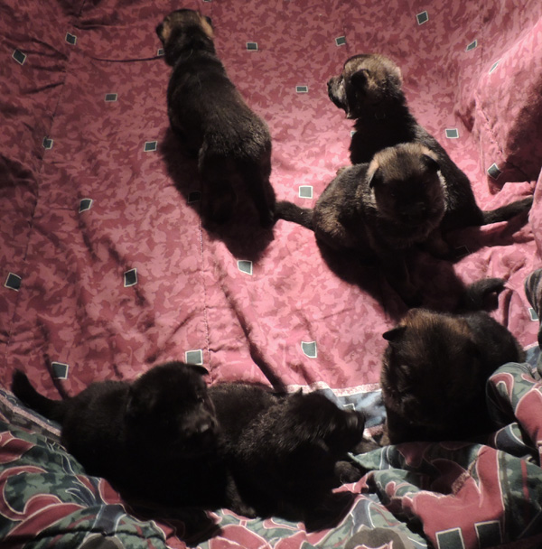 Itti Lux E LItter 3 wks 4