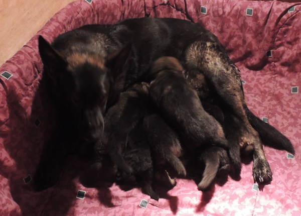 Itti Lux E LItter 3 wks 3