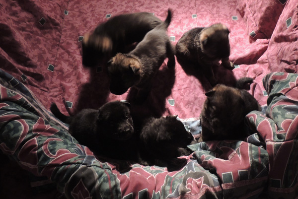 Itti Lux E Litter 3 wks 5