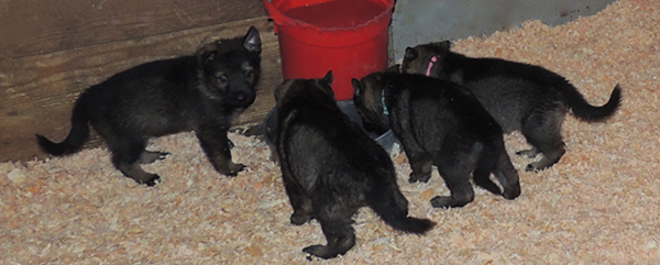 Itti Lux E Litter 5 wks 3