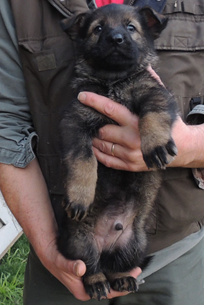 Itti Lux Lime collar blk sable male 5.5 wks