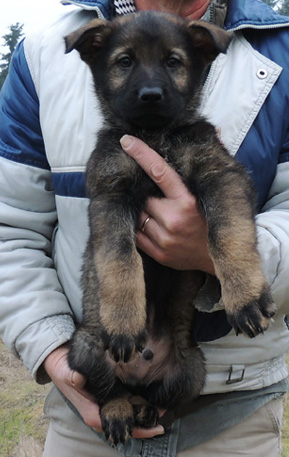 Itti Lux Lime collar male 8 wks 2