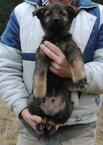 Itti Lux Lime collar male 8wks 1