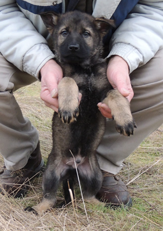 Itti Lux Turquoise Male 8wks 1