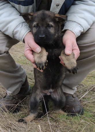 Itti Lux Turquoise Male 8 wks 2