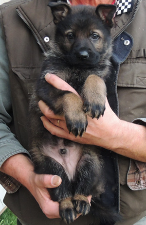 itti Lux dk green collar blk sable male 5.5 wks