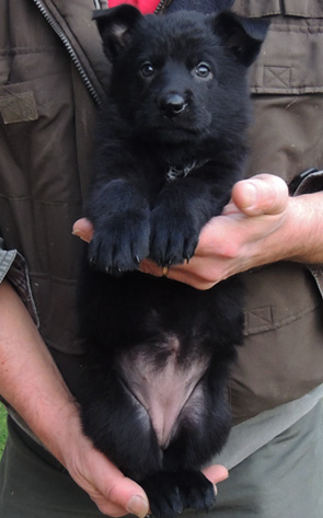 Itti Lux pumpkin collar black female 5.5 wks