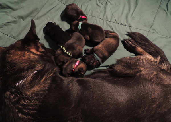 Itti Lux E LItter pups 6 days 2