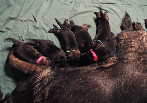 Itti Lux E Litter pups 6 days2