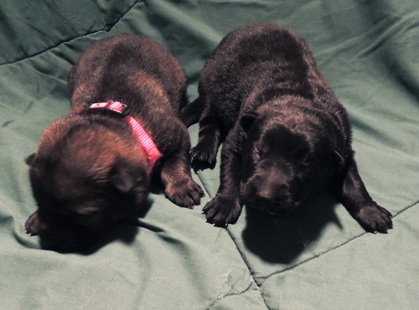 Itti Lux E Litter Females 6 days old