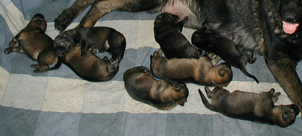 Itti x Lux S 2011 Litter 3 days