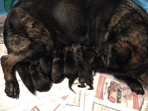 Ittiana x lux E LItter_Newborn 1