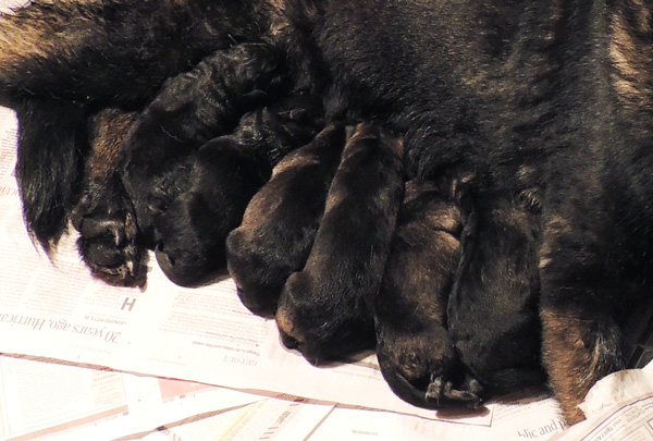 Ittiana x Lux E Litter Newborn 2