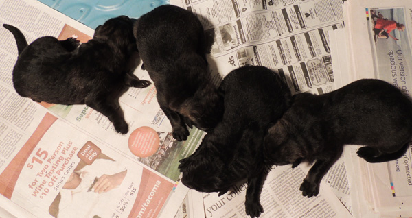 Itti X Lux males E Litter