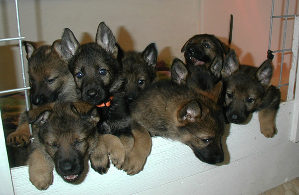Itti Lux S Pups 5.5 weeks old