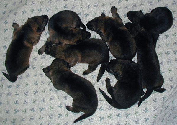 Itti x Lux pups 8 days old