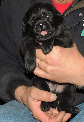 Itti Wizard Z Litter blk male turq collar 17 days