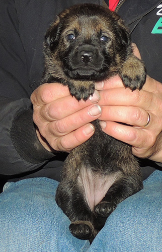 Itti Wizard Z Liter blk sable female purple collar 17 days