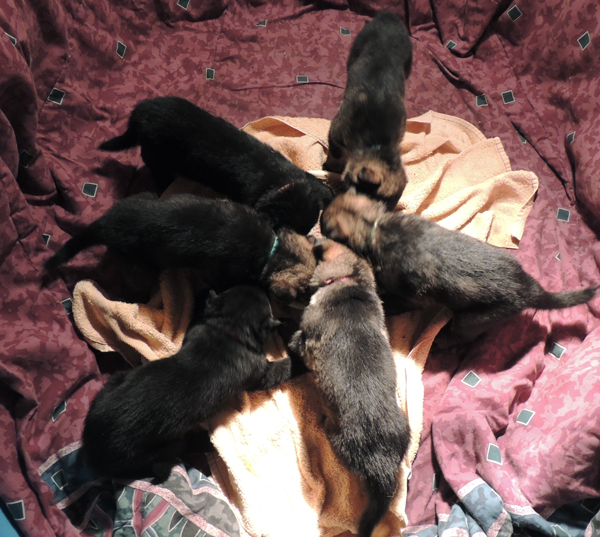 Itti Pups E Litter 4 wks 1