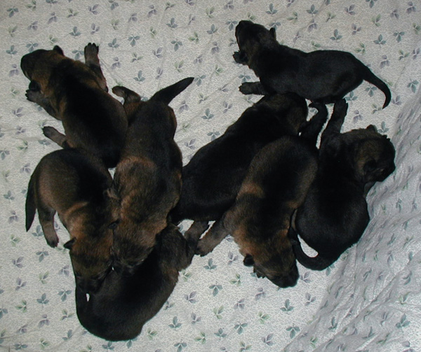 Itti Lux pups 8 days old
