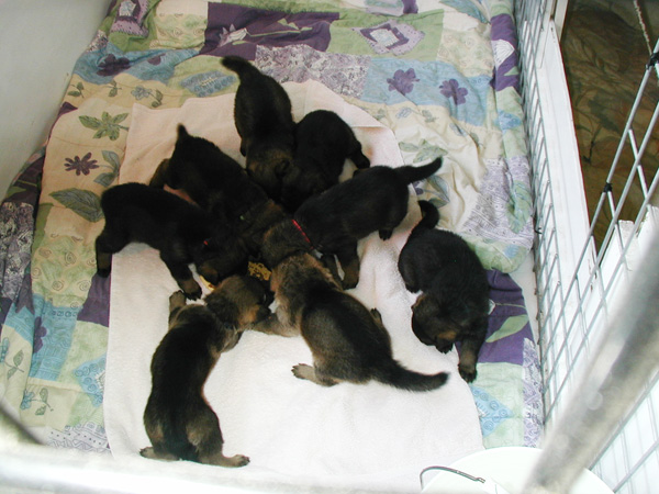 Itti Lux pups 3.5 wks feeding time