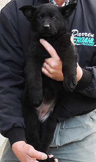 itti Wizard Orange collar blk female 7 wks