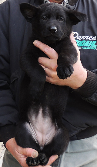 Itti Wizard black fe pink collar 7 wks