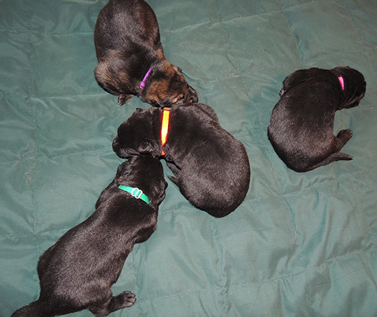 Ittiana Wizard Z Litter 13 days old