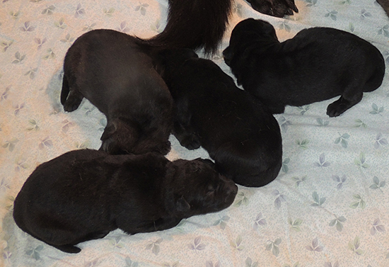 Ittiana Wizard Z Litter 5 days old 1