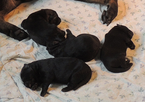 Ittiana Wizard Z Litter 5 days old 2