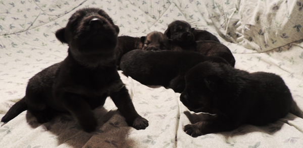 Tobienne x Ivo males 13 days