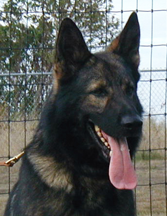 Ivo head 44 mos