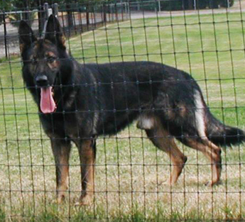 Ivo stand 44 mos 
