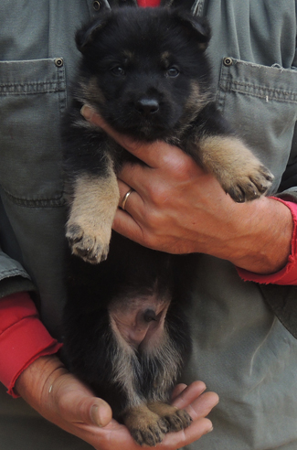 Ivo x Tobienne Lime collar BiColor male 4.5 wks