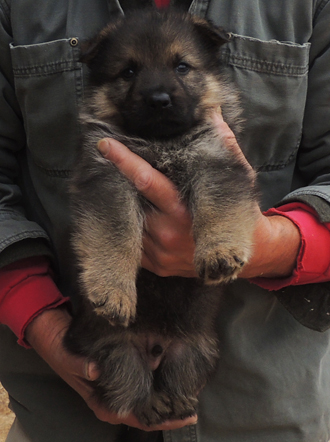 Ivo x Tobienne Blk collar sable male 4.5 wks