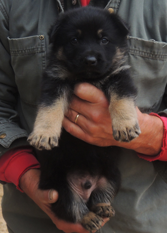 Ivo x Tobienne Lt. Blue BiColor male 4.5 wks