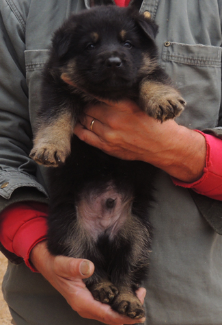 Ivo x Tobienne Red collar Bicolor male 4.5 wks