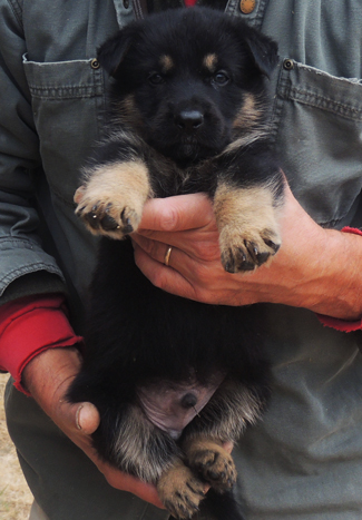 Ivo x Tobienne Royal Blue collar BiColor male 4.5 wks