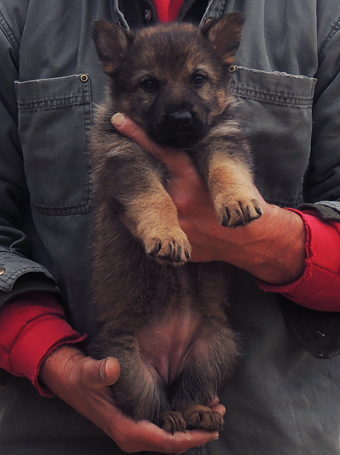 Ivo x Tobienne orange collar female 4.5 wks