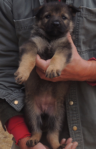 Ivo x Tobienne pink collar female 4.5 wks