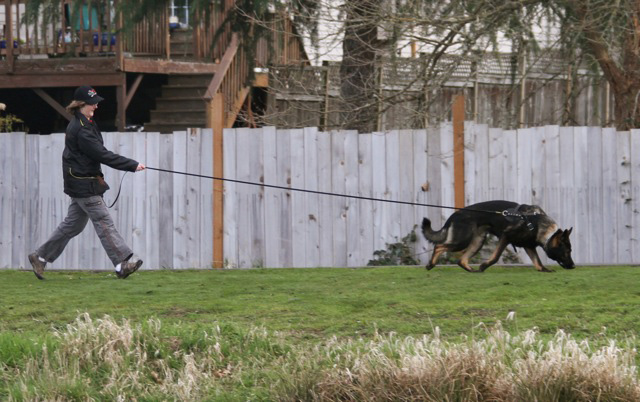 Wuff Jager Air Trailing 15 mos