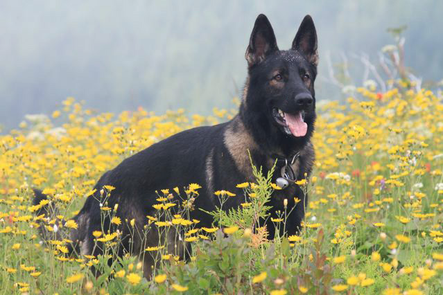 Wuff Jager in flowerfield 15 mos