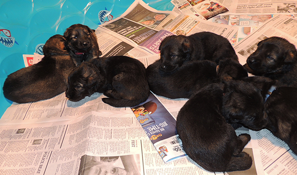 Jina Tomas P Litter 17 days 1