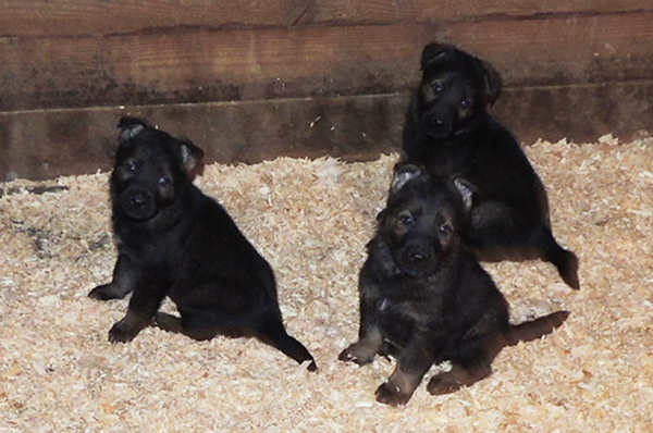 Jina Tomas P Litter 5 wks males 1