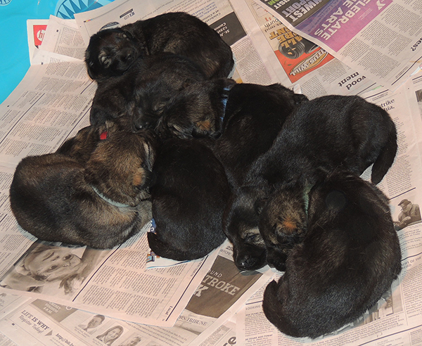 Jina Tomas P Litter 17 days 2