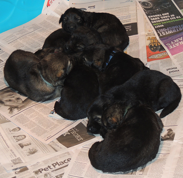 Jina Tomas P Litter 17 days 3