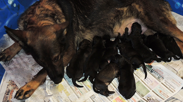 Jina Tomas P Litter 2 days 