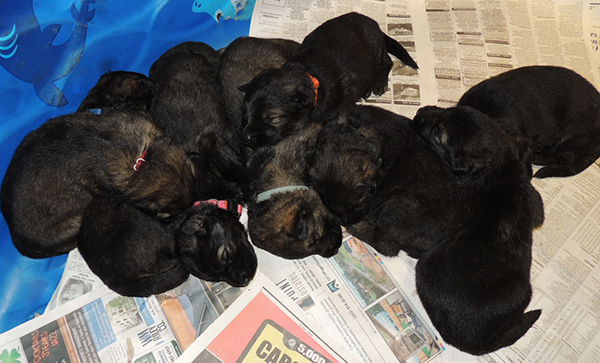 Jina Tomas P Litter 2 weeks 1