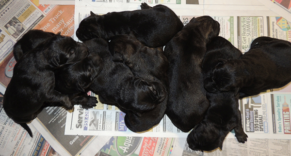 JinaTomas P Litter 24 hrs 2